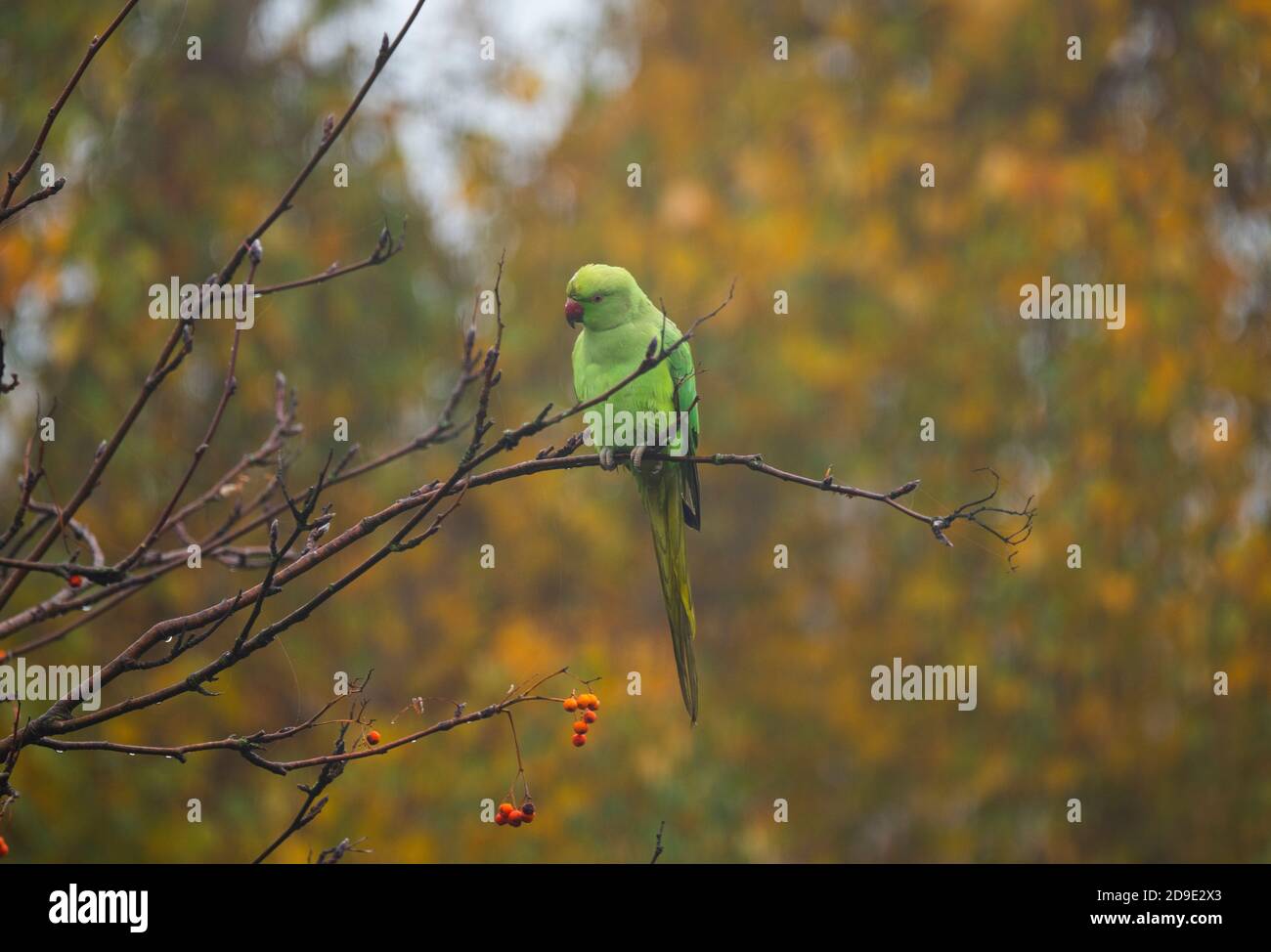 Wimbledon, Londra, Regno Unito. 5 novembre 2020. I Parakeet sul collo dell'anello umido visitano un nebbido giardino di Londra alla ricerca di cibo. Credit: Malcolm Park/Alamy Live News Foto Stock