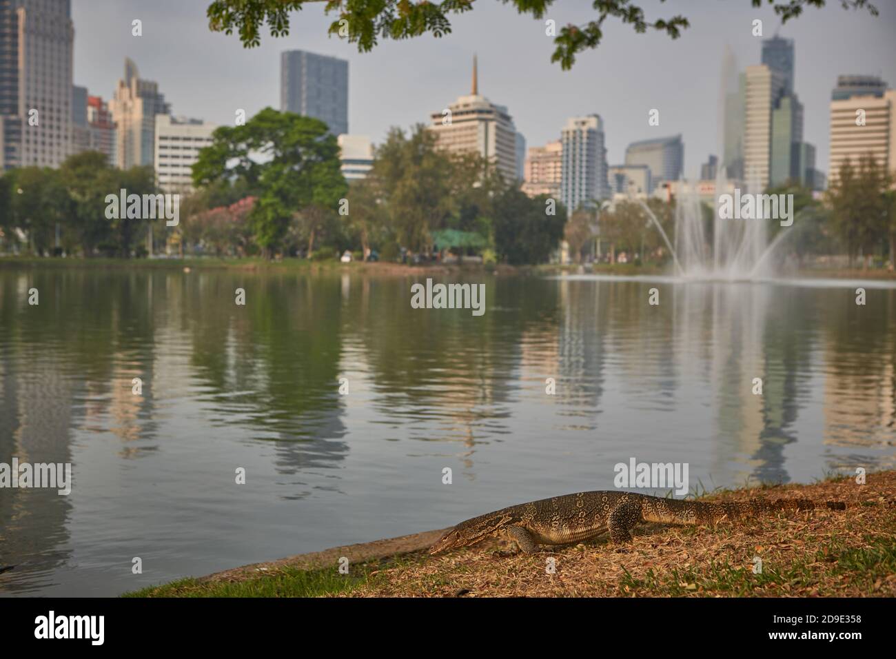 Bangkok, Thailandia, marzo 2106. Monitor Lizard nel lago del Parco Lumpini. Foto Stock