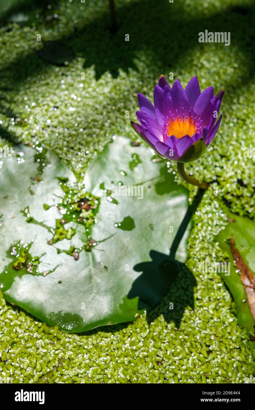 Nymphaea nouchali conosciuto anche come Nymphaea stellata, o loto blu. Foto Stock