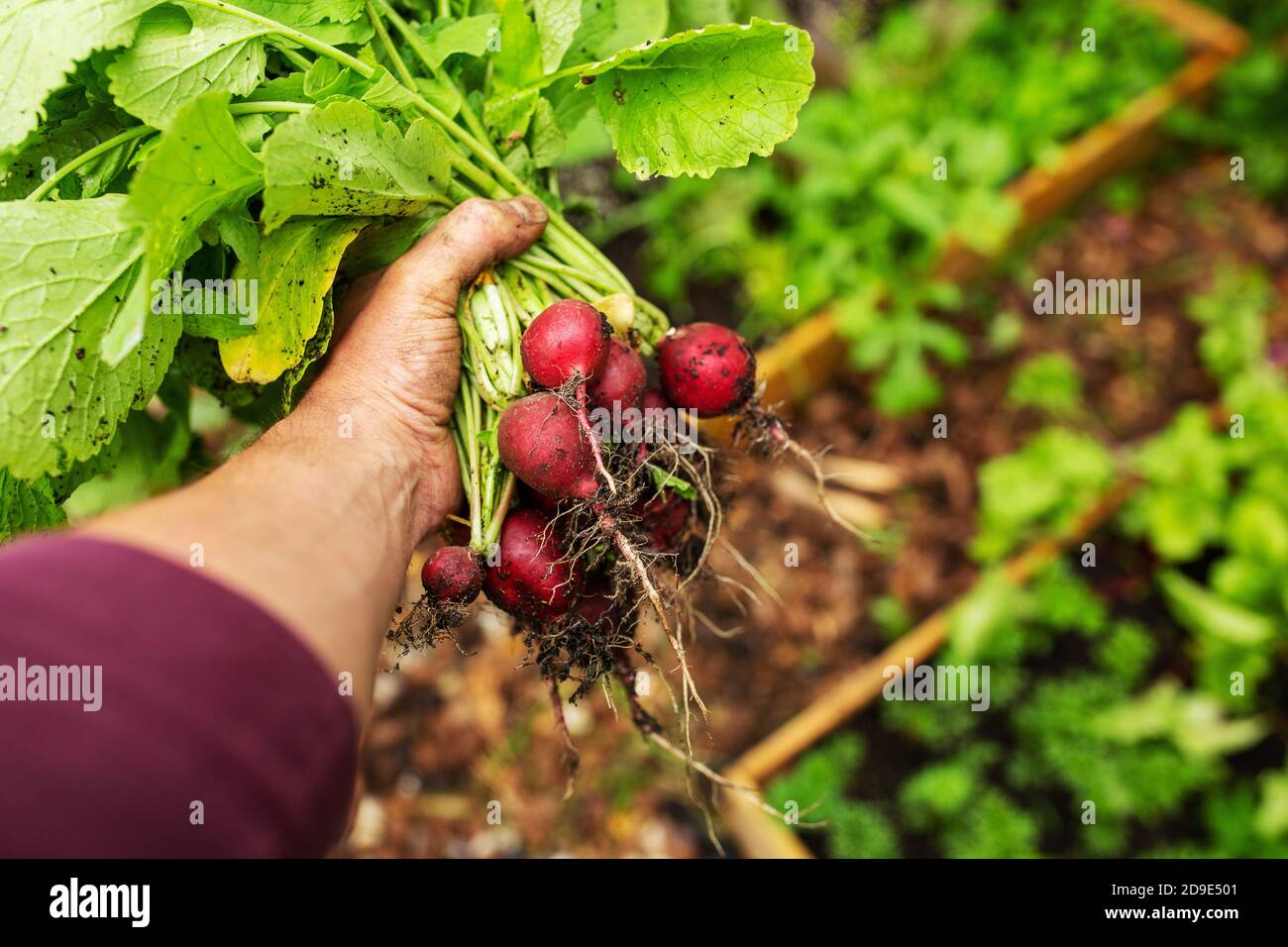 Primo piano mano che tiene mazzo di verdure di rafano organico raccolto Foto Stock