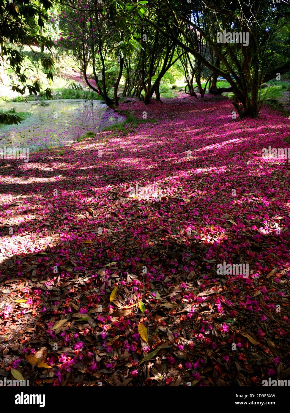 I petali di Rhododendron tappezzano il terreno vicino allo stagno a Menacuddle, St Austell, Cornovaglia. Foto Stock