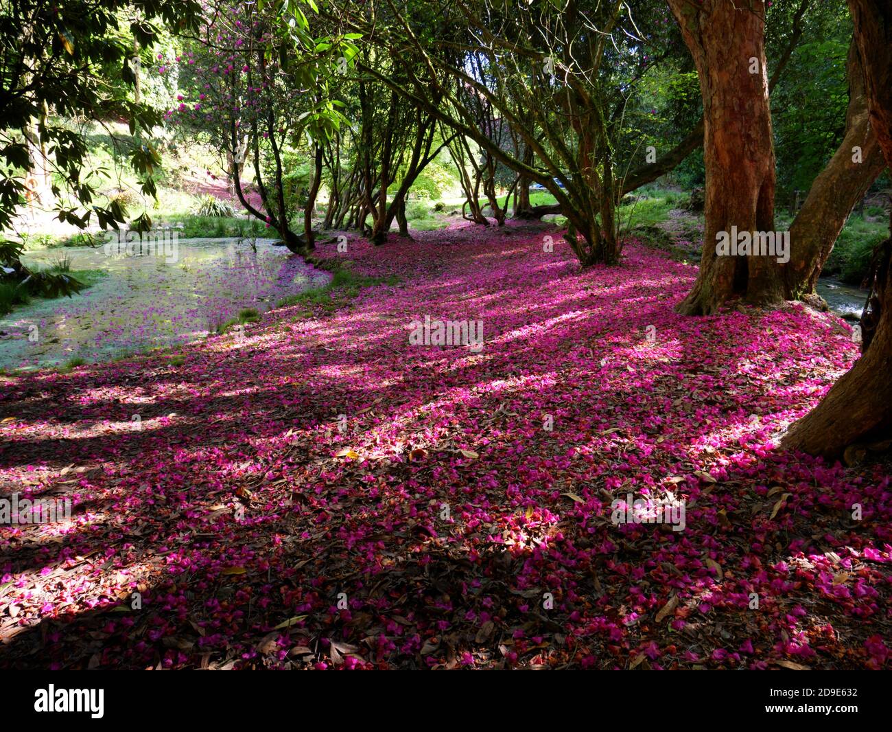 I petali di Rhododendron tappezzano il terreno vicino allo stagno a Menacuddle, St Austell, Cornovaglia. Foto Stock