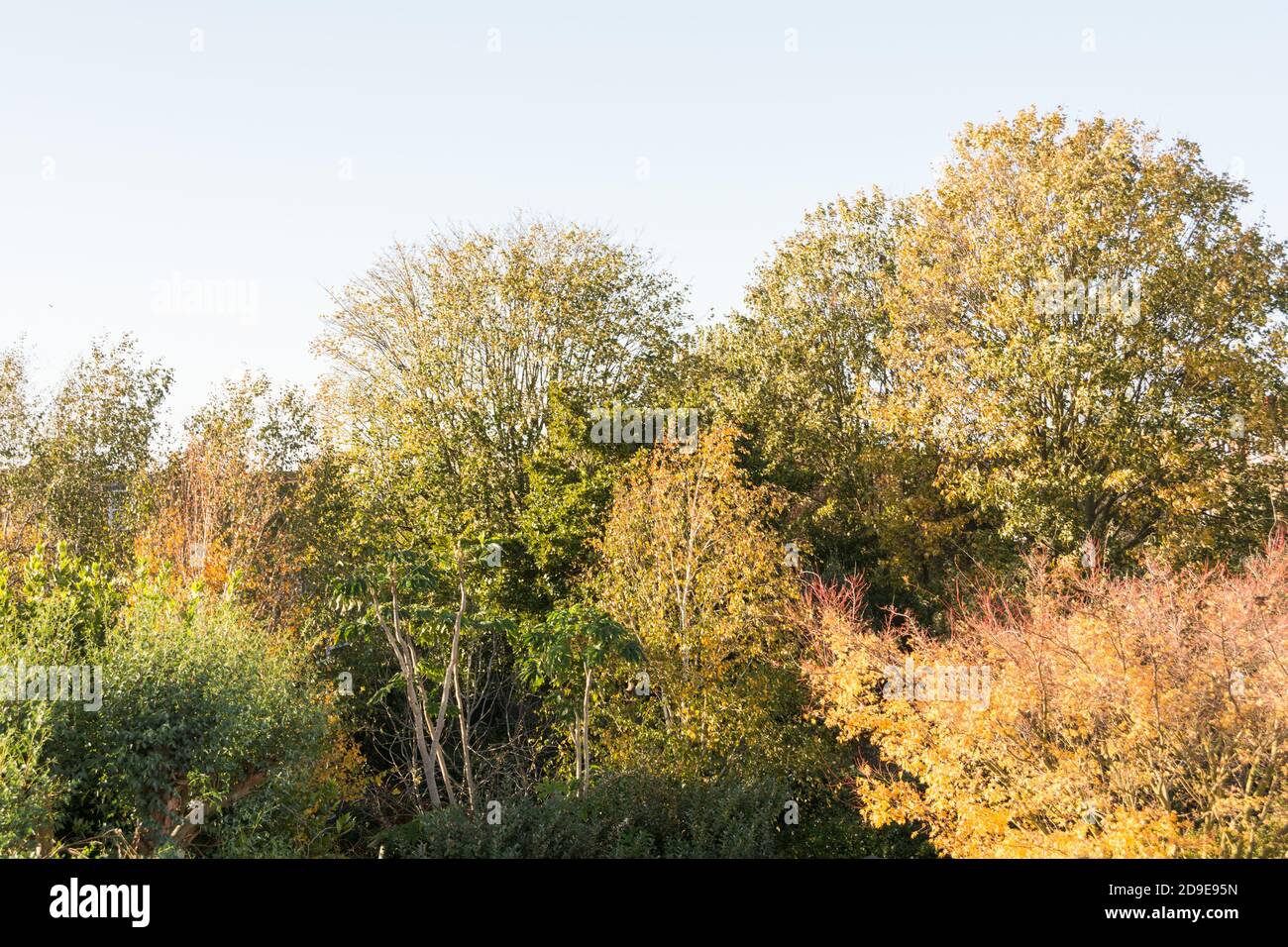 Colorati alberi autunnali nei giardini suburbani Foto Stock