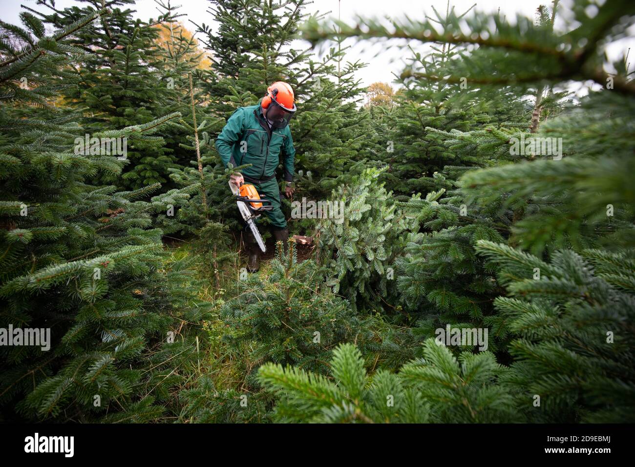 Fuhlendorf, Germania. 05 novembre 2020. Fuhlendorf, Germania. 05 novembre 2020. Un lavoratore forestale seghe un abete Nordmann in una riserva di alberi di Natale. I consumatori devono essere preparati a prezzi più elevati per gli alberi di Natale. Secondo l'Associazione federale dei produttori di alberi di Natale e la Camera dell'Agricoltura dello Schleswig-Holstein, l'aumento dei prezzi è dovuto a condizioni di produzione più difficili e più costose a causa del coronavirus. Credit: Christian Charisius/dpa/Alamy Live News Credit: dpa Picture Alliance/Alamy Live News Foto Stock