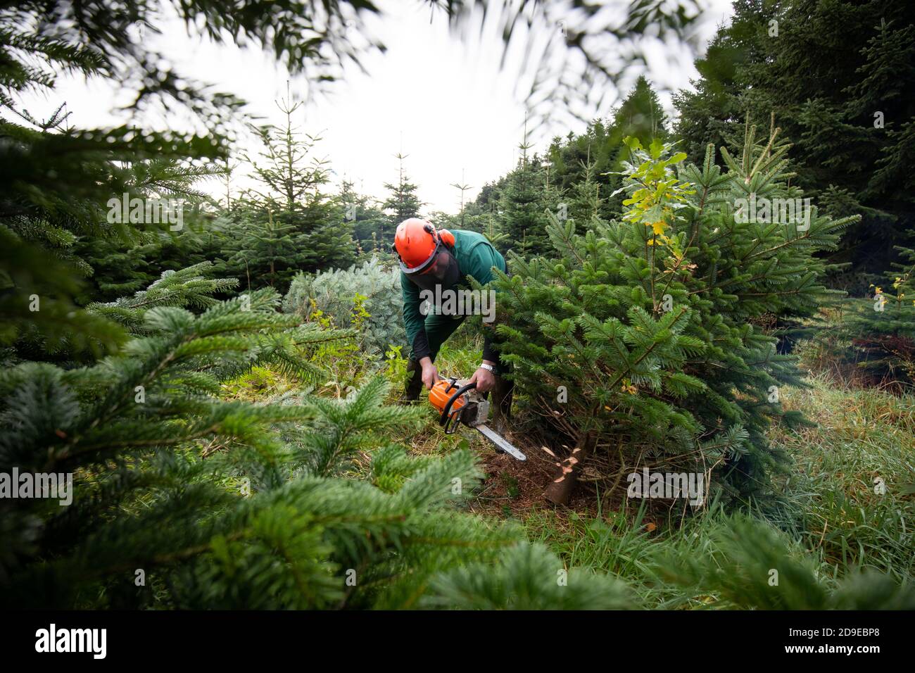 Fuhlendorf, Germania. 05 novembre 2020. Fuhlendorf, Germania. 05 novembre 2020. Un lavoratore forestale seghe un abete Nordmann in una riserva di alberi di Natale. I consumatori devono essere preparati a prezzi più elevati per gli alberi di Natale. Secondo l'Associazione federale dei produttori di alberi di Natale e la Camera dell'Agricoltura dello Schleswig-Holstein, l'aumento dei prezzi è dovuto a condizioni di produzione più difficili e più costose a causa del coronavirus. Credit: Christian Charisius/dpa/Alamy Live News Credit: dpa Picture Alliance/Alamy Live News Foto Stock
