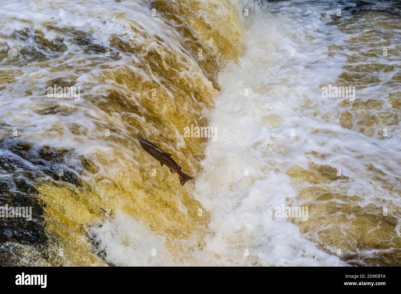 Salmoni (Salmo Salar) che fanno la loro strada fino alle alte portate del fiume Ribble a Stainforth Force, Stainforth, North Yorkshire, Inghilterra, UK. Foto Stock