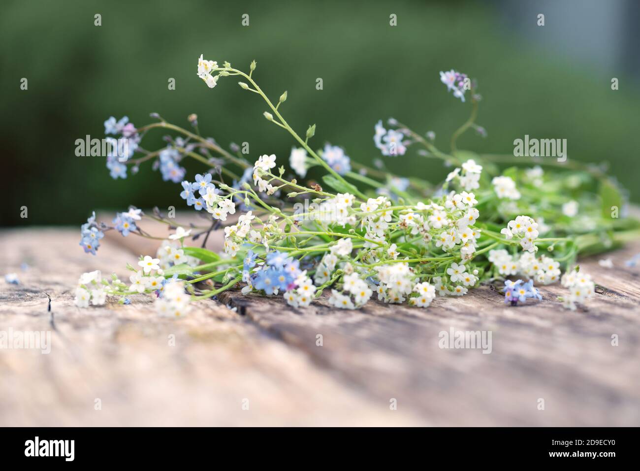 Un bouquet di blu e bianco dimenticate-me-nots su un tavolo di legno nel giardino. Foto Stock
