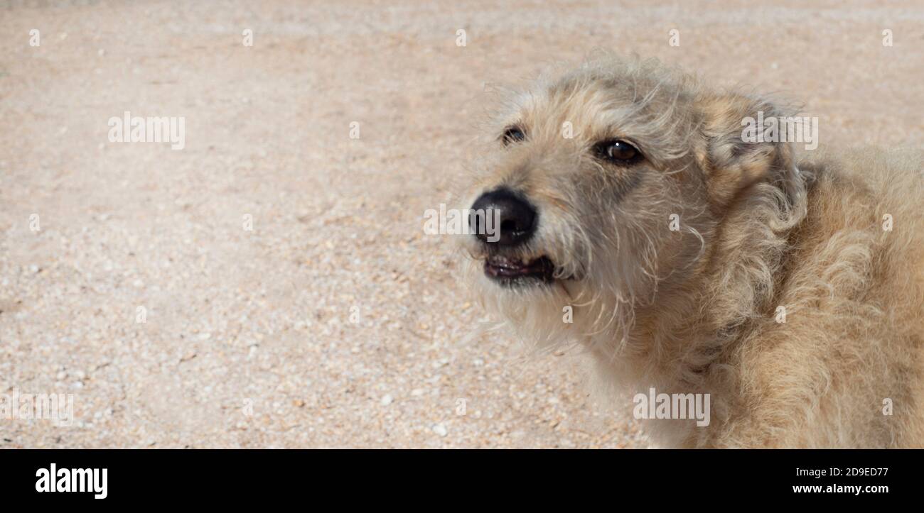 Vecchio preferito fawn-colorato cane muso primo piano su uno sfondo di Sand Copia spazio per banner di testo Foto Stock