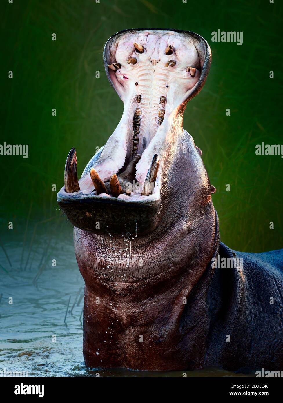 Hippopotamo arrabbiato o ippopotamo che mostra il dominio in acqua con un'ampia bocca aperta spruzzi d'acqua. Ippopotamo anfibio. Foto Stock