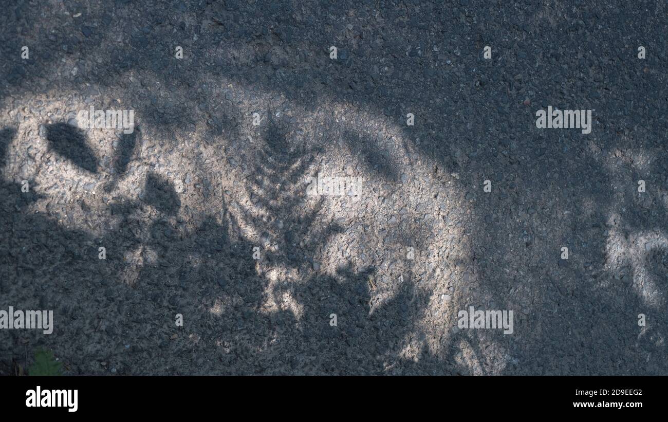 Immagine quasi monocromatica di ombre di foglie sovrastanti del sole su una corsia rurale della Cornovaglia. Foglie di luce opacizzata, nell'ombra. Foto Stock