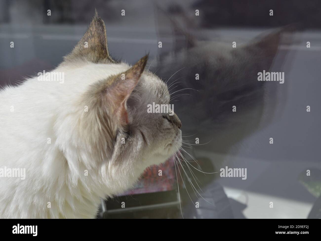 Il gatto guarda il suo riflesso nella finestra. Spazio di copia. Gatto balinese. Primo piano della testa. Foto di alta qualità. Foto Stock