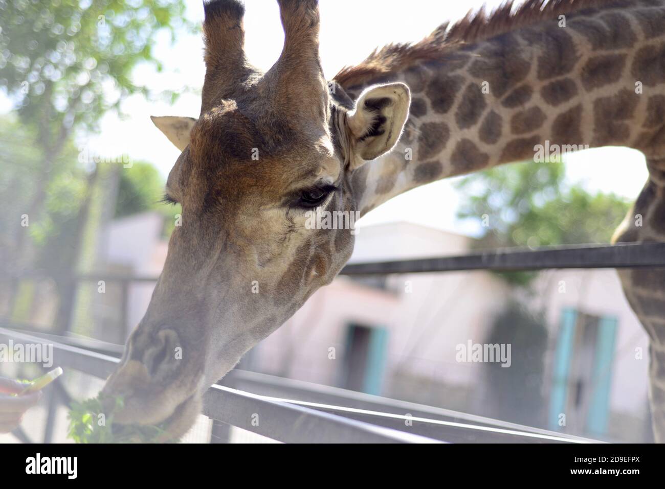 Giraffa. Muso di una giraffa primo piano. Luogo per un'iscrizione. Foto Stock
