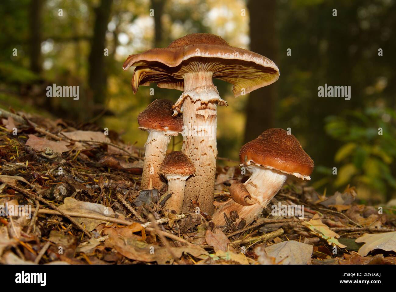 Primo piano di quattro funghi di miele sul terreno forestale Foto Stock