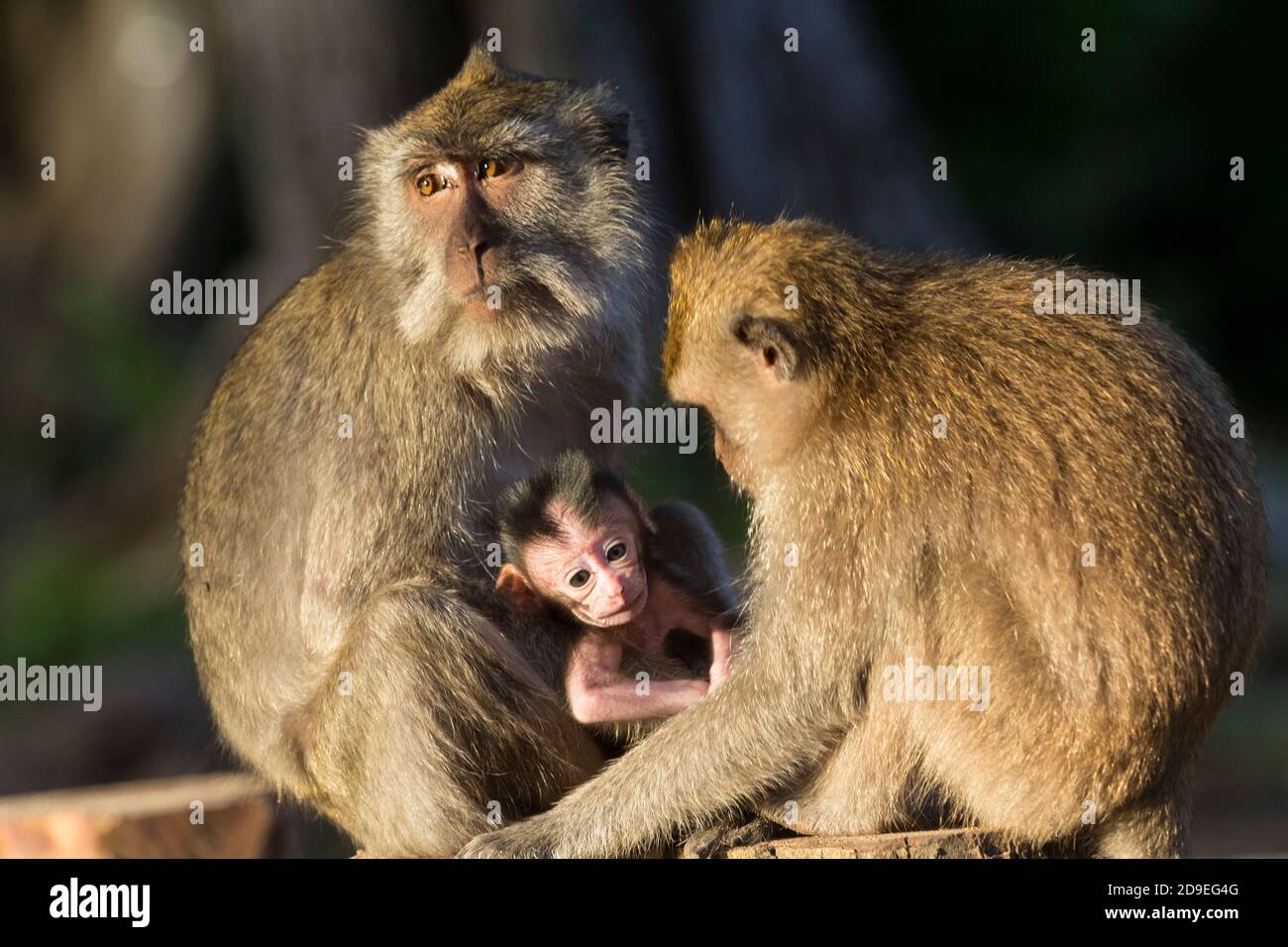 La scimmia a coda lunga è uno degli animali selvatici che si possono facilmente trovare nel Parco Nazionale Baluran, Situbondo, Giava Orientale, Indonesia. Foto Stock