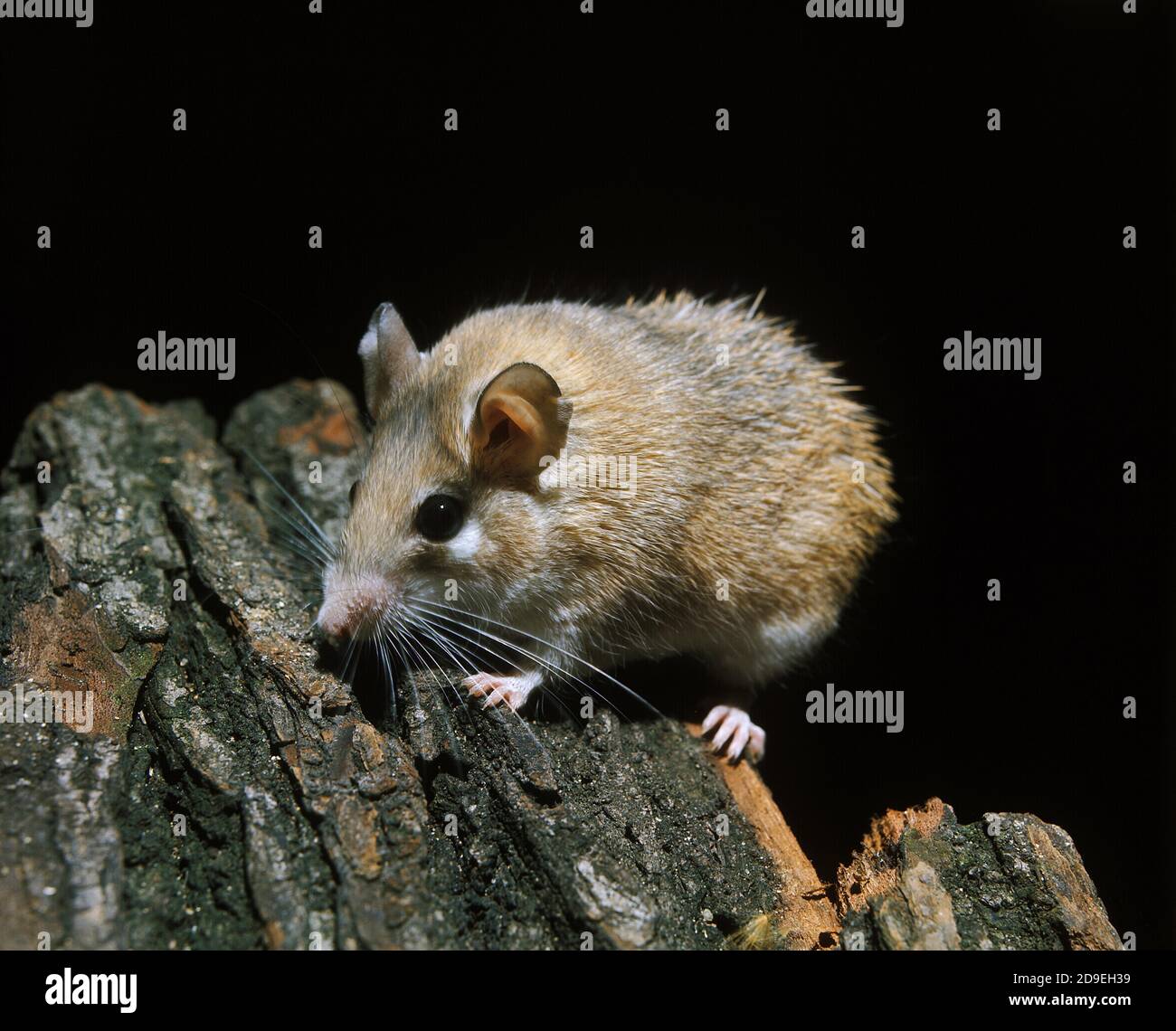 Topi spinoso acomys dimidiatus Foto Stock