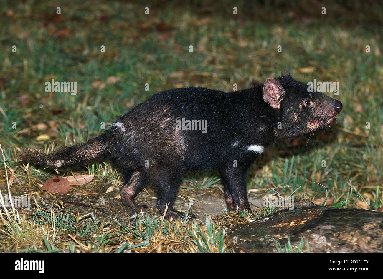 Diavolo della Tasmania sarcophilus harrisi, AUSTRALIA Foto Stock