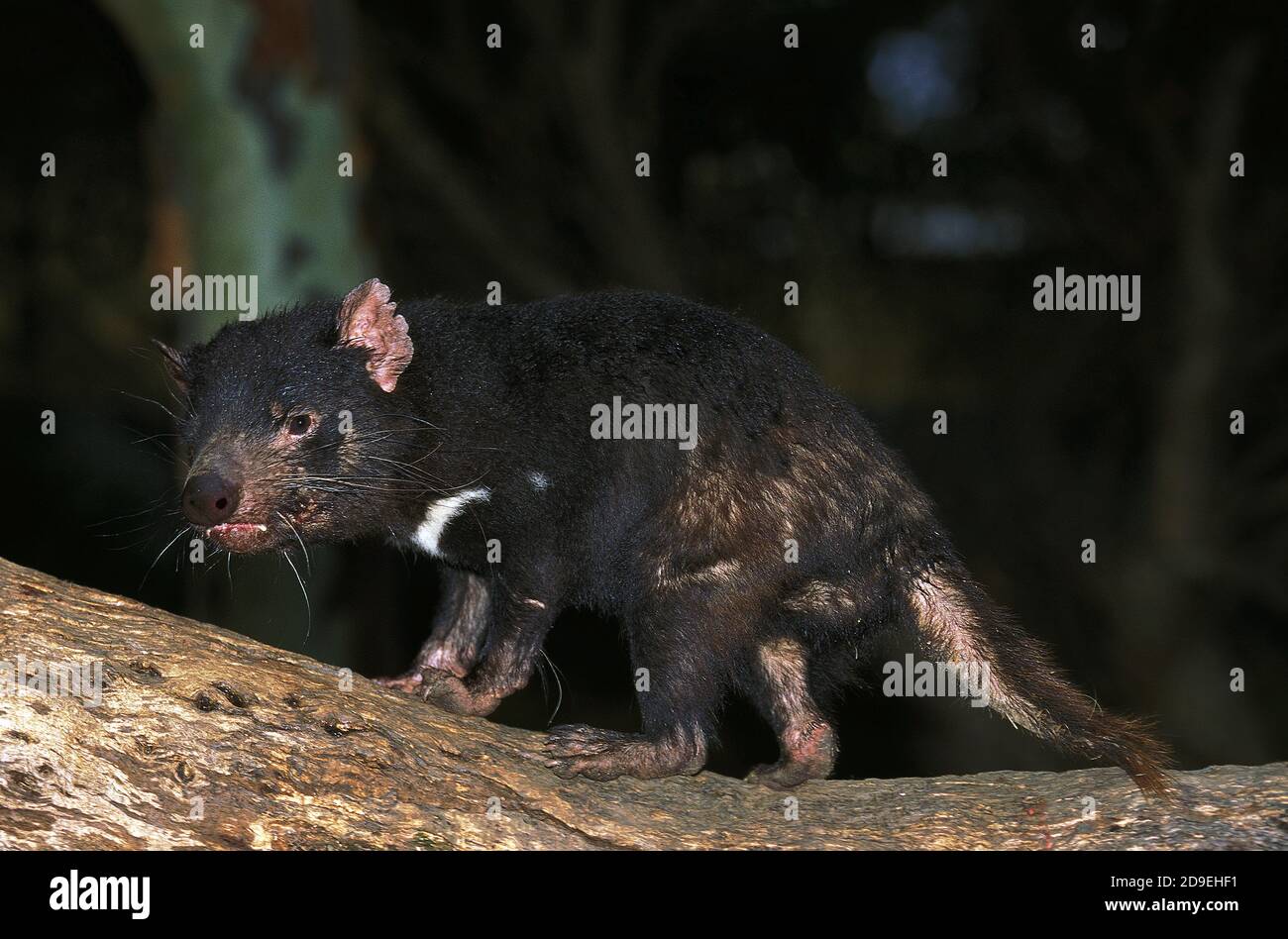 SARCOFHILUS harrisi DEL DIAVOLO DELLA TASMANIA, ADULTO ANZIANO, AUSTRALIE Foto Stock