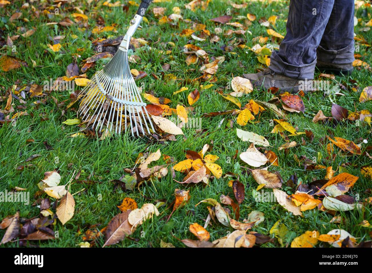 Rimozione di foglie colorate dal prato con un rastrello a foglia leggero-duty, giardinaggio in autunno, copia spazio, fuoco selezionato Foto Stock