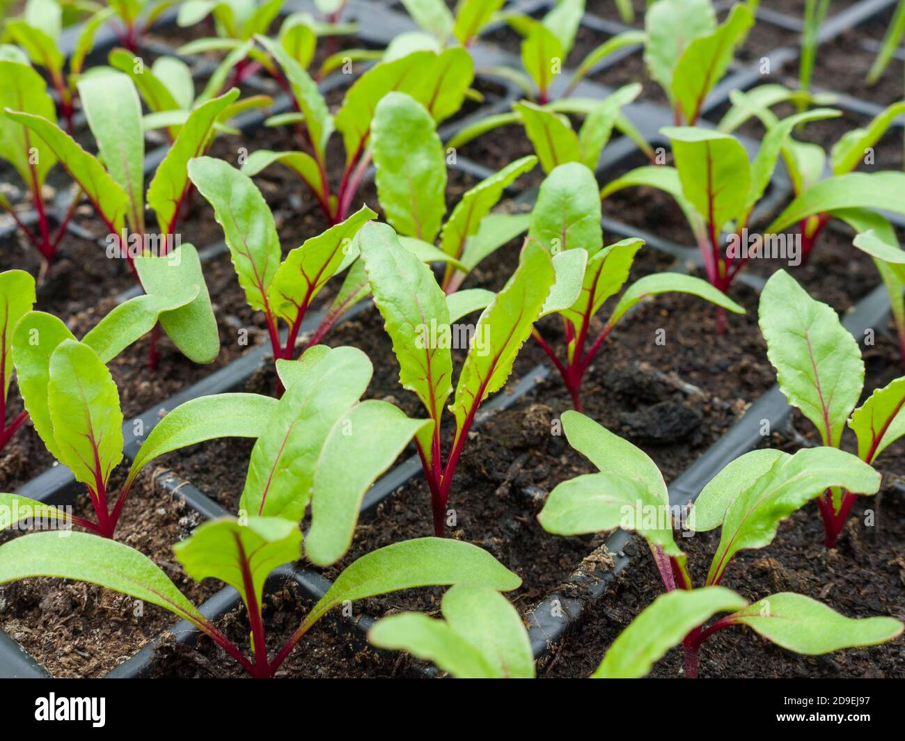 Nuovi germinati pianta di barbabietola che cresce in moduli. Foto Stock