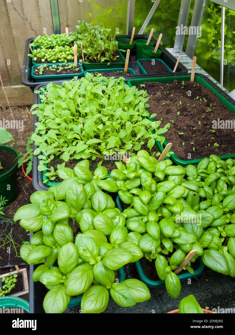 Basilico, Rocket e altre piantine assortite di foglie di insalata che crescono in una serra dilettante di giardiniere in primavera. Foto Stock