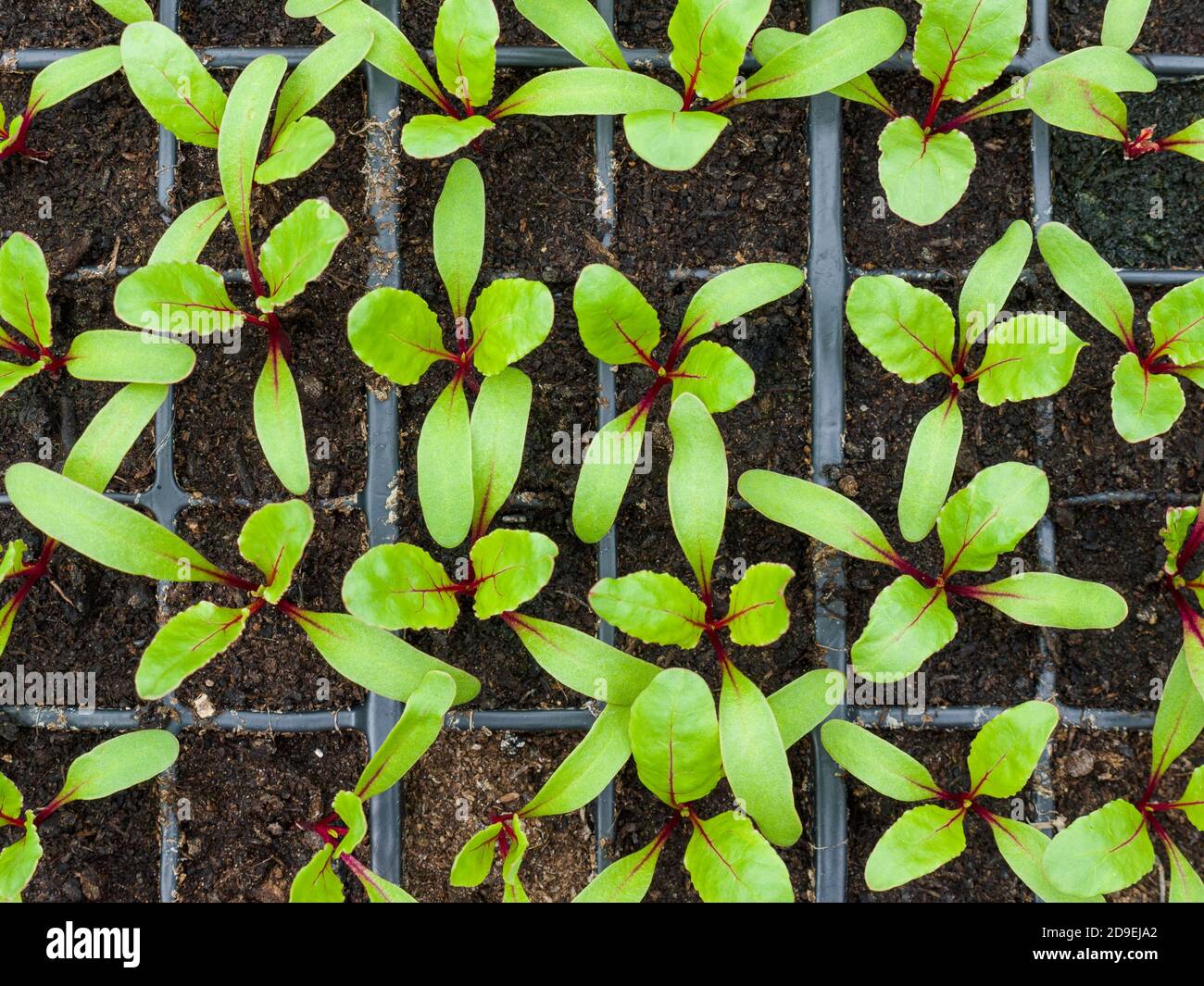 Nuovi germinati pianta di barbabietola che cresce in moduli. Foto Stock