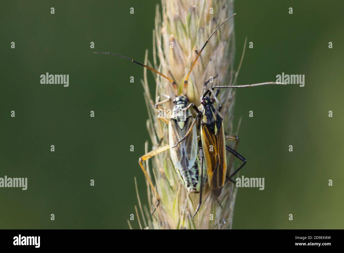 Langhaarige Dolchwanze, Graswanze, Gras-Wanze, Paarung, Kopulation, Kopula, Pärchen, Leptopterna dolabrata, Miris dolabratus, erbaceo, pairin Foto Stock