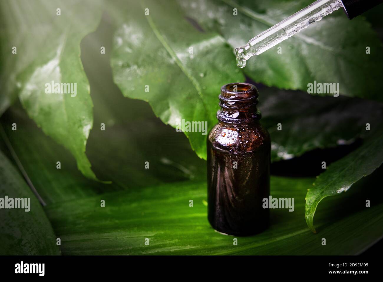 essenza di erbe. medicina alternativa. olio essenziale che cade dalla pipetta al flacone sullo sfondo della foglia Foto Stock