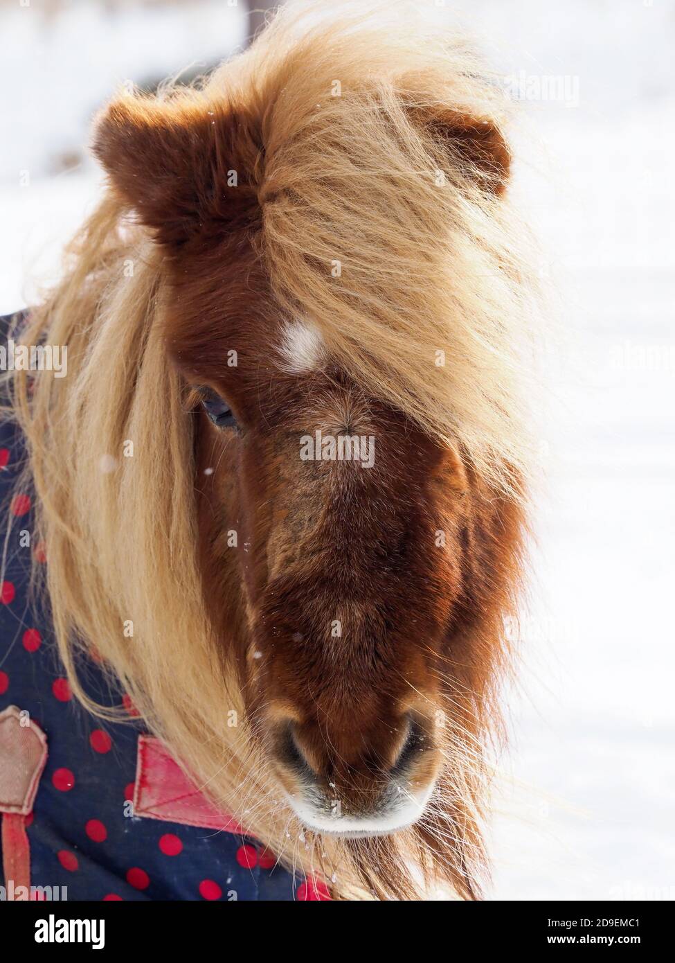 Un simpatico pony Shetland in un tappeto invernale nella neve. Foto Stock