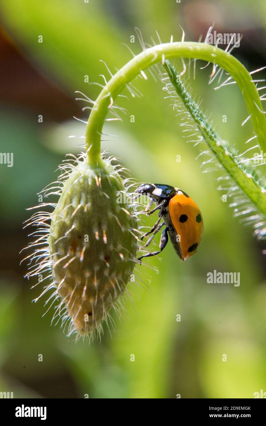 Arancione e nero Ladybird Arrampicata su un papavero Bud in Un giardino di campagna inglese Foto Stock
