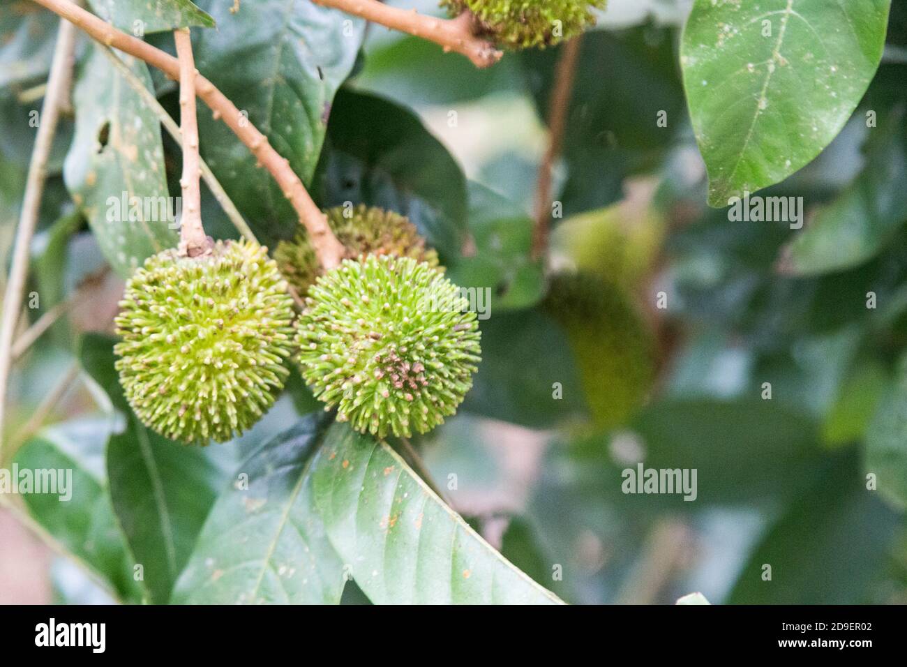 Frutta fresca di pulasan organica o Nefelio appeso sull'albero dentro frutteto Foto Stock