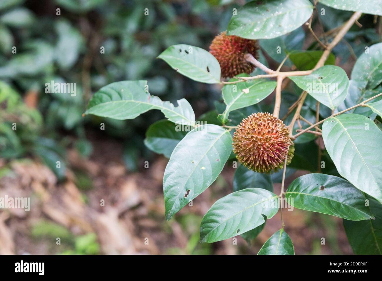 Frutta fresca di pulasan organica o Nefelio appeso sull'albero dentro frutteto Foto Stock