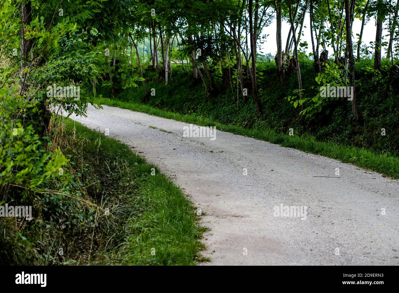 Strada nel bosco. Foto Stock