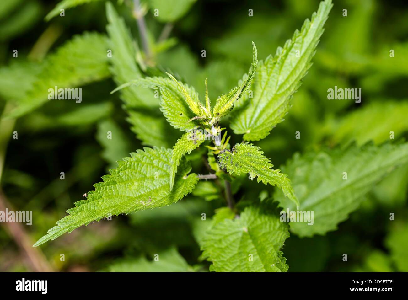 Macro Foto di una pianta ortica. Ortica con foglie verdi. Foto Stock