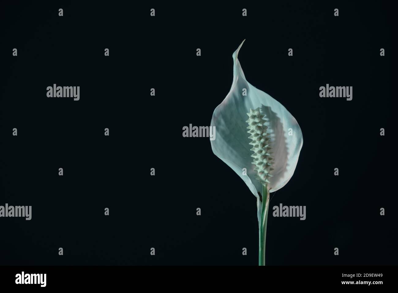Primo piano fiore bianco perla di Spathiphyllum isolato su un motivo nero di sfondo per il design. Foto Stock