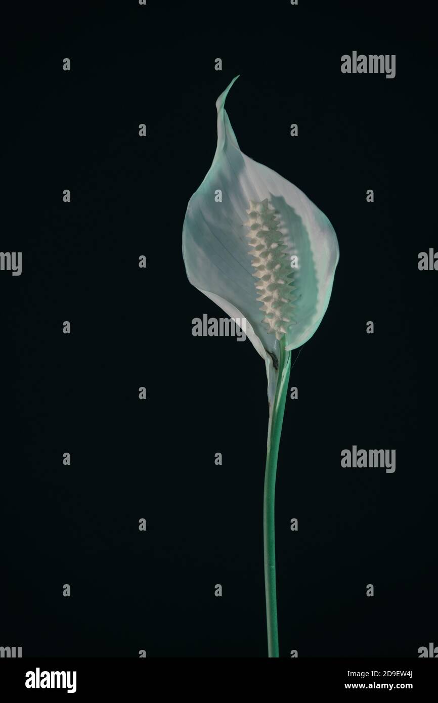 Fiore bianco di perla di Spathiphyllum isolato su un motivo nero di sfondo per il disegno. Foto Stock