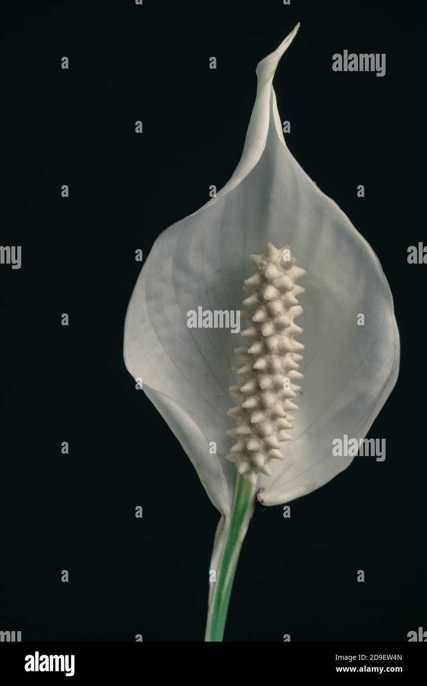 Primo piano fiore bianco perla di Spathiphyllum isolato su un motivo nero di sfondo per il design. Foto Stock