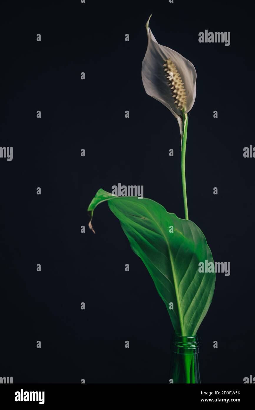 Fiore bianco di perla di Spathiphyllum isolato su un motivo nero di sfondo per il disegno. Foto Stock