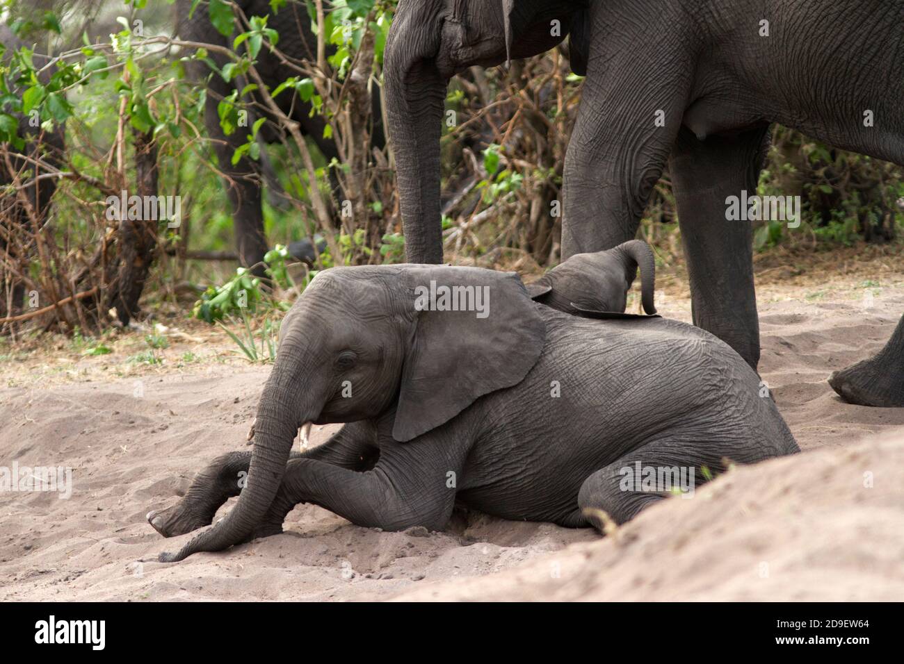 I giovani elefanti hanno la possibilità di riposare e giocare quando le mandrie di razza si fermano per una pausa dal nutrimento. Giovane elefante cogliere ogni occasione per riposare Foto Stock
