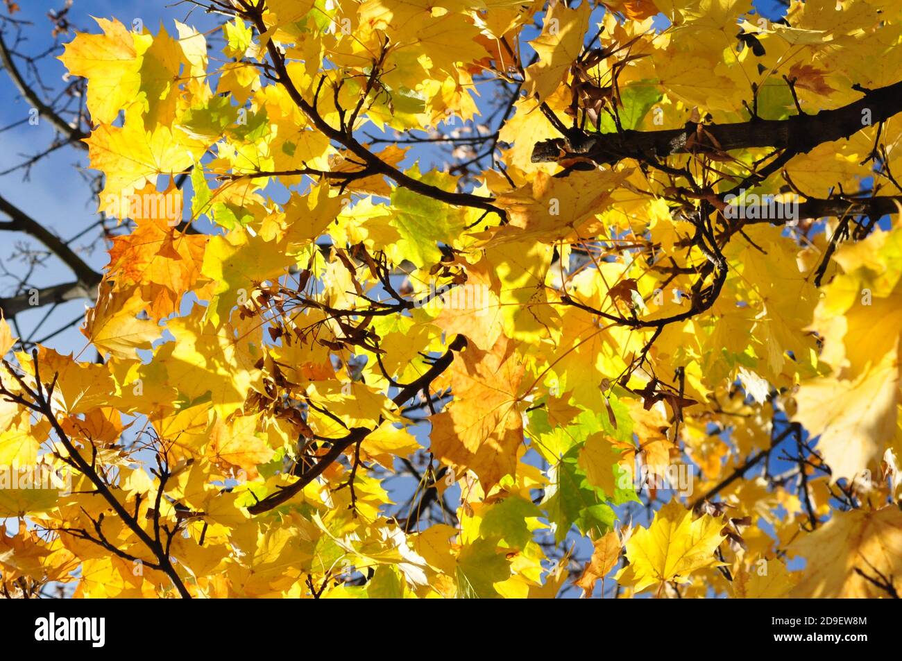 Herbsblätter in strahendem Sonnenschein - foglie d'autunno gialle in sole brillante Foto Stock