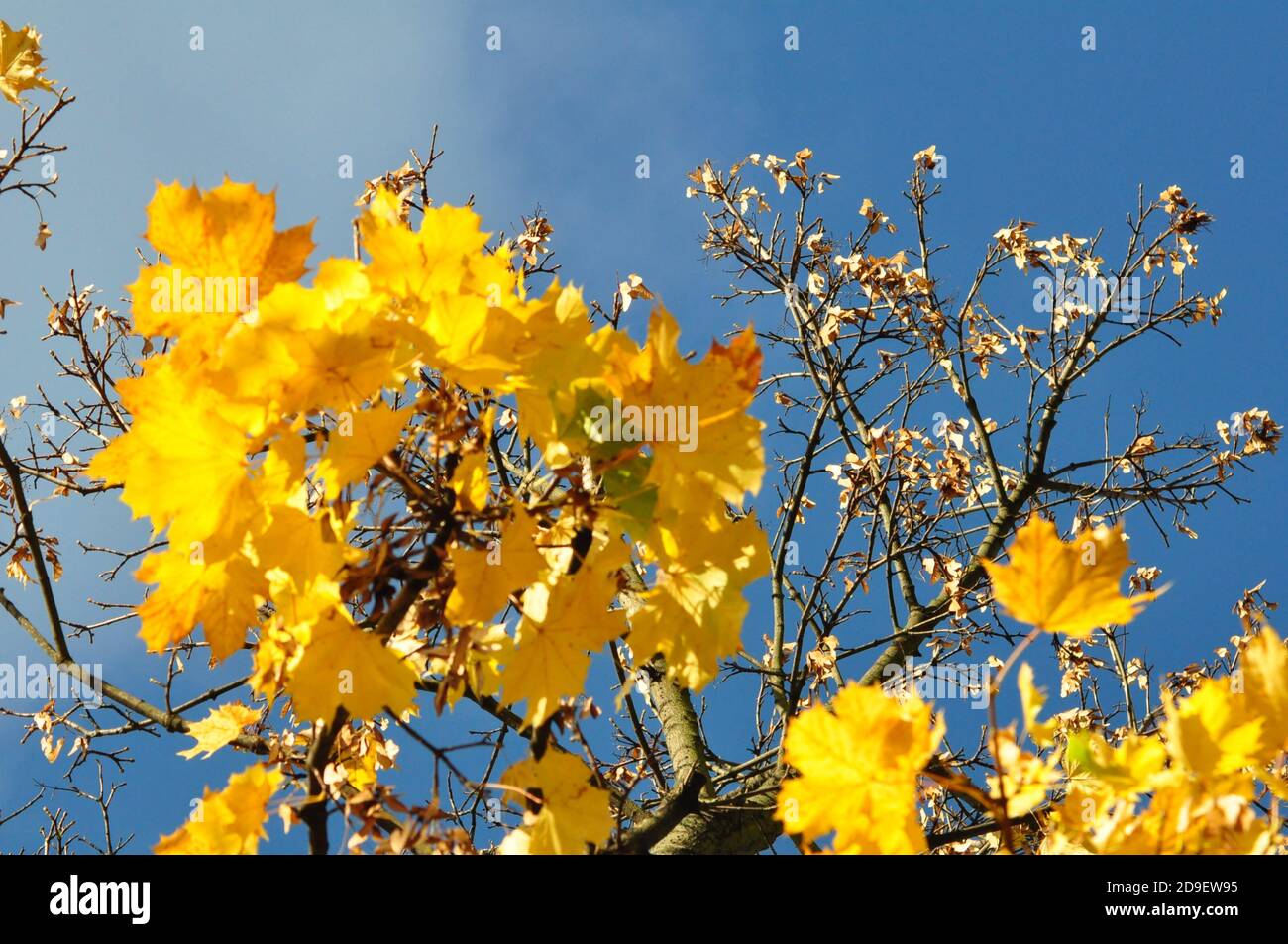 Herbsblätter in strahendem Sonnenschein - foglie d'autunno gialle in sole brillante Foto Stock