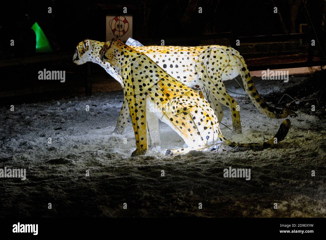 Lanterne Cheetah illuminate all'evento The Lantern dello zoo di Chester. Foto Stock