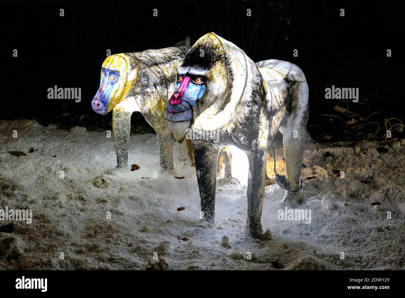 Lanterne Mandrill illuminate all'evento The Lantern dello zoo di Chester. Foto Stock