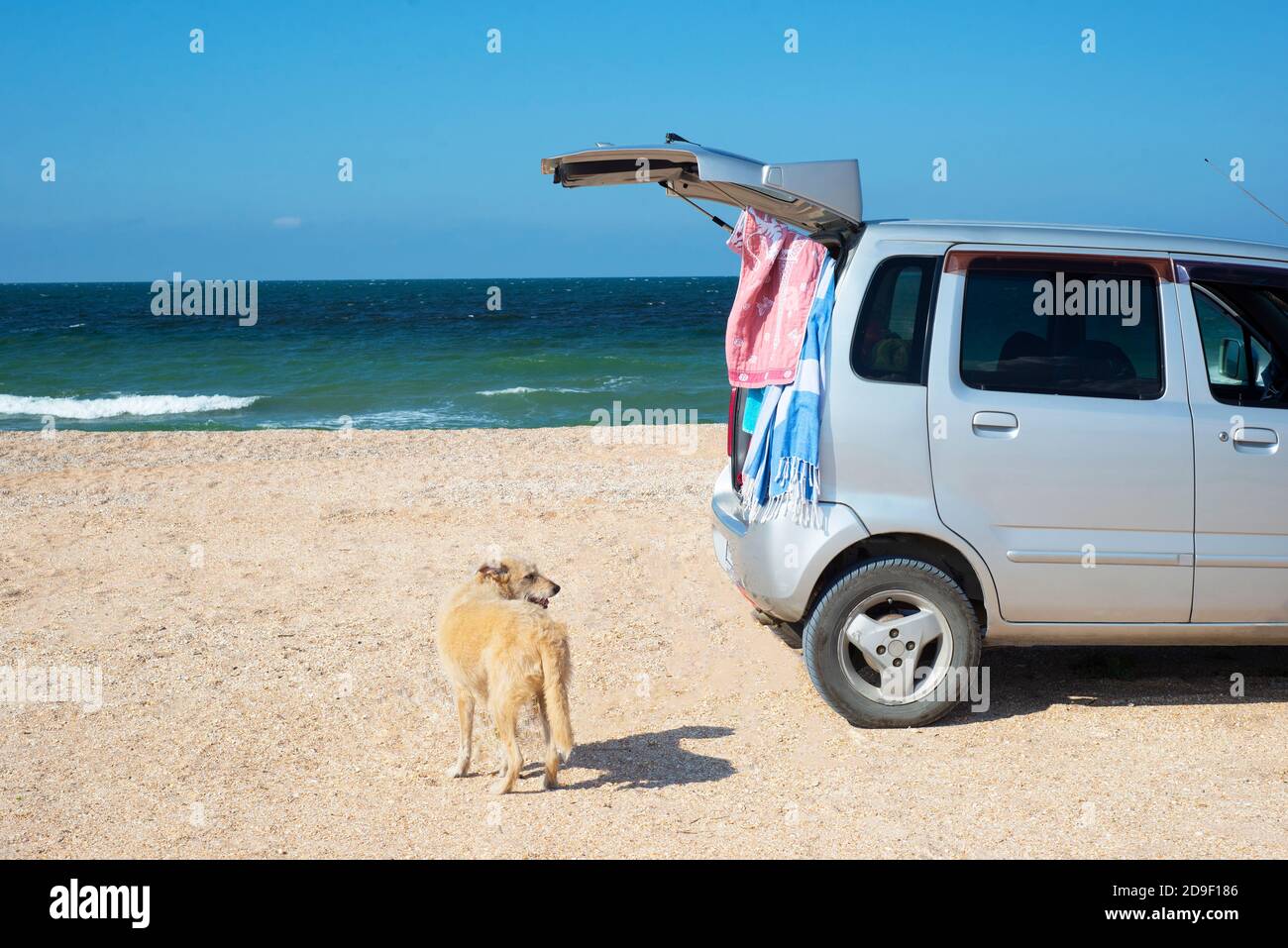 Viaggiare in auto con un cane. Vacanza al mare. Foto Stock