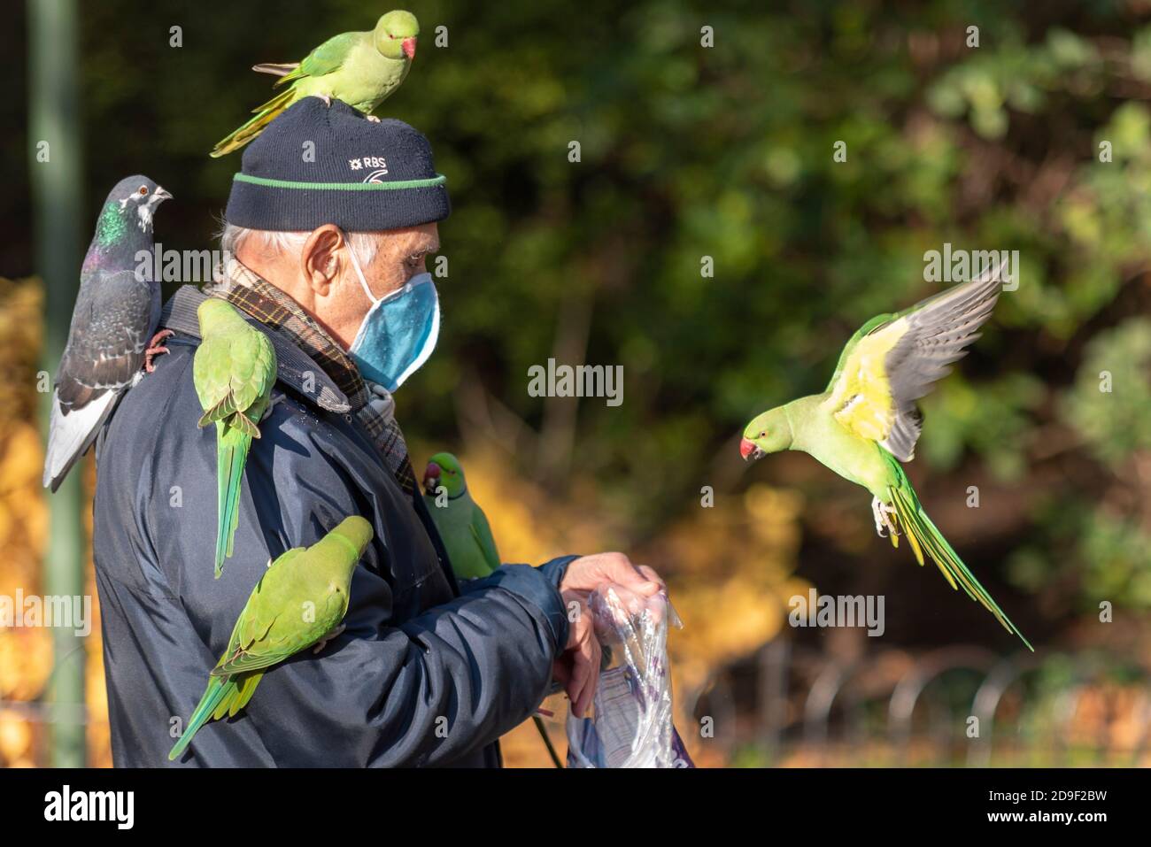 Westminster, Londra, Regno Unito. 5 Nov 2020. Molte persone scelgono di allenarsi nei parchi di Londra nel luminoso pomeriggio d'autunno del primo giorno del secondo blocco nel Regno Unito. I parakets con collo di anello verde che hanno fatto di Londra la loro casa negli ultimi anni sono attratti da persone che li nutrono. Uomo anziano con uccello sulla testa e sulla spalla, con un piccione che cerca di unirsi Foto Stock