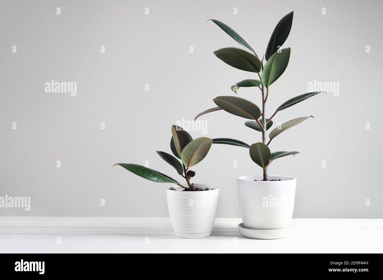 Due moderne piante da casa con pianta Ficus in vaso bianco, Ficus robusta o pianta di gomma Foto Stock