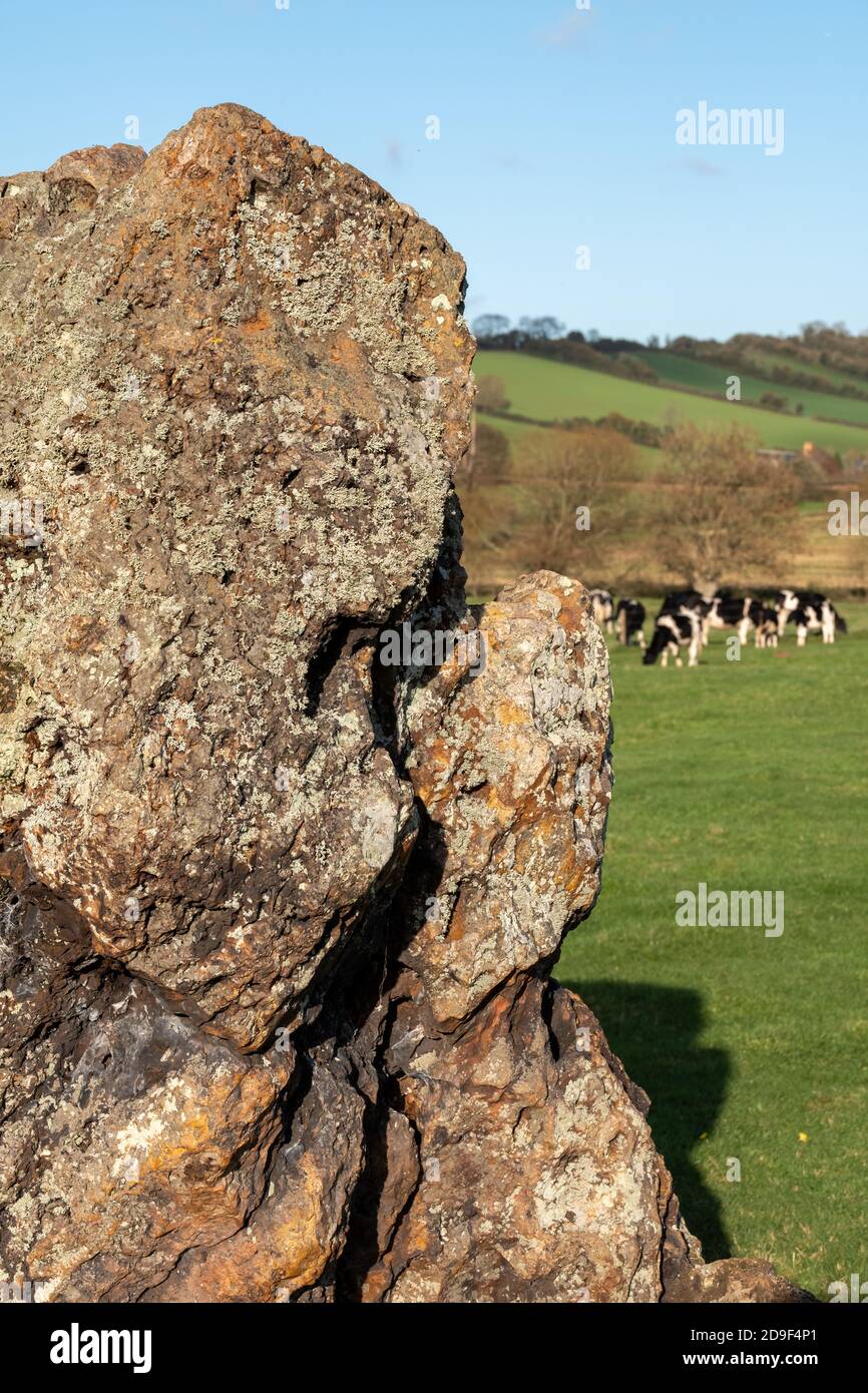 Campo di cerchio di pietra neolitico a Stanton Drew, Bristol, Somerset UK, con mucche pascolano vicino alle pietre antiche. Foto Stock