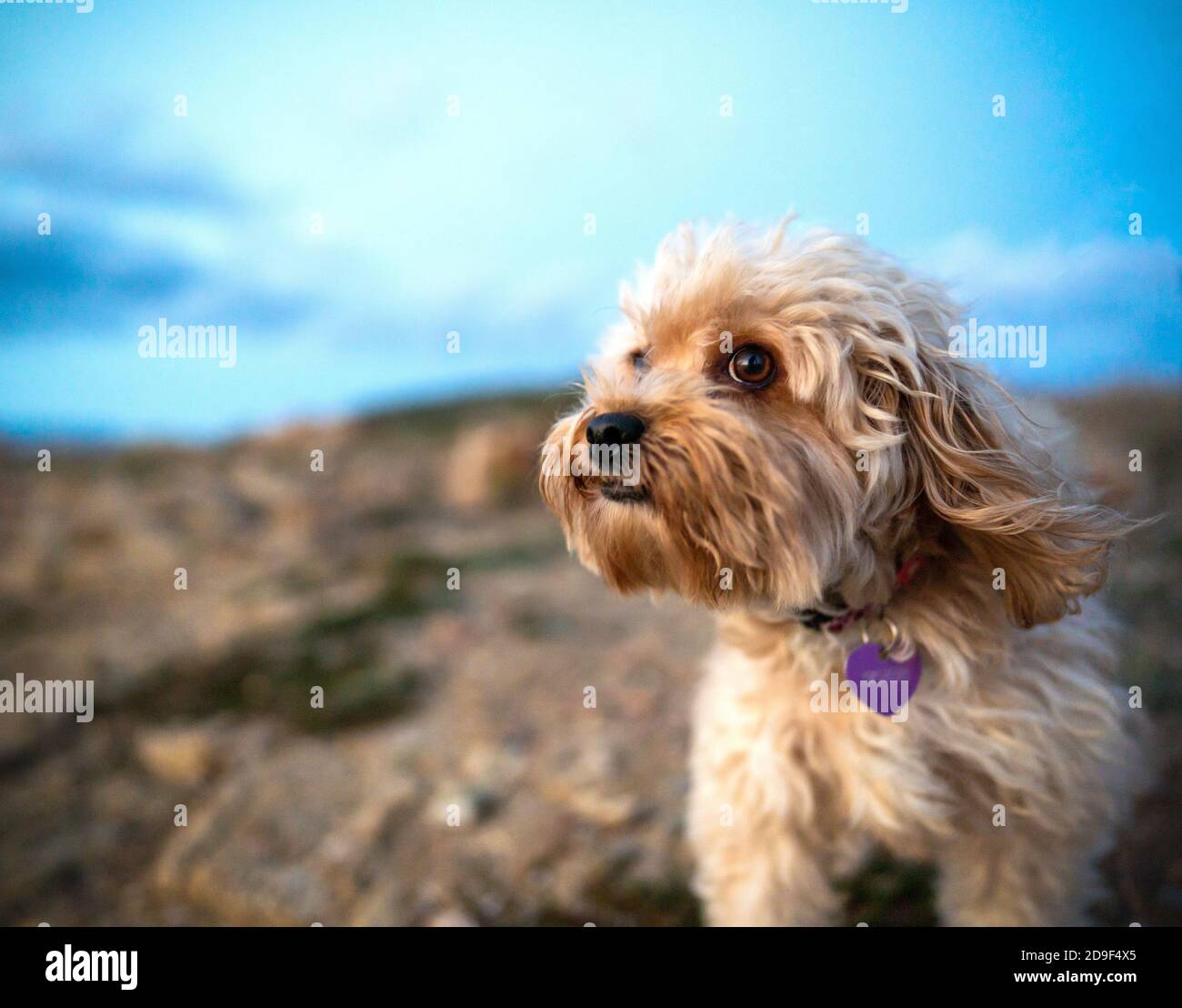 Primo piano del muso di una razza mista di colore beige cane di poodle con effetto bokeh e le orecchie sollevate dal Vento all'aperto - le espressioni di un Foto Stock