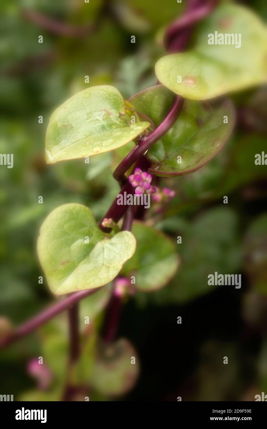 Malabar Spinach-rosso, verdure Foto Stock