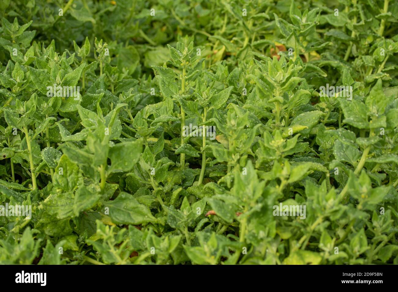 Tetragonoides di Tetragonia (spinaci neozelandesi), ritratto naturale delle piante Foto Stock