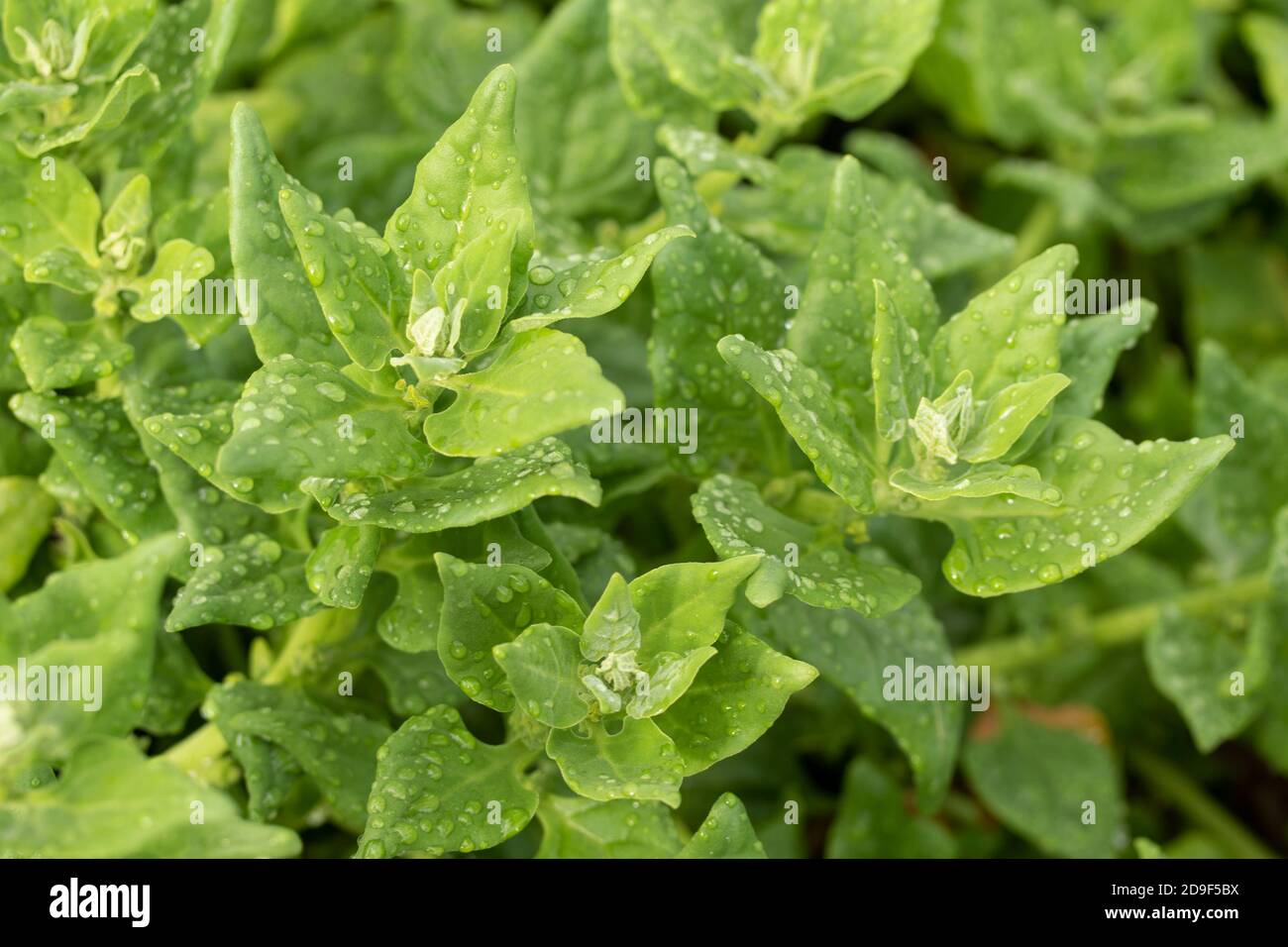 Tetragonoides di Tetragonia (spinaci neozelandesi), ritratto naturale delle piante Foto Stock